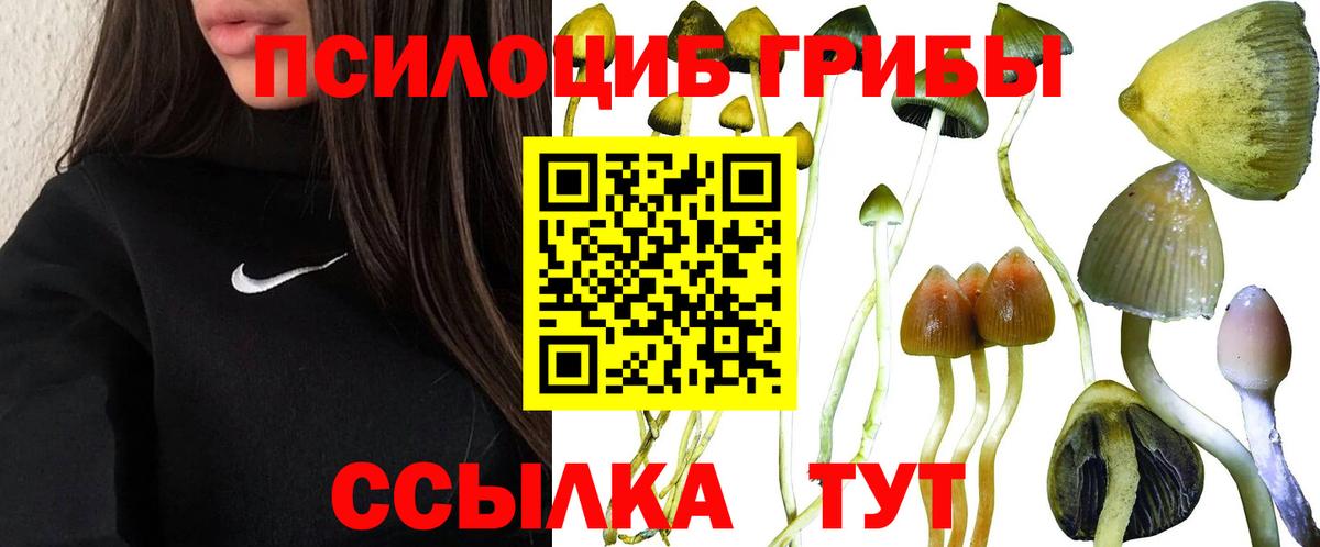 Псилоцибиновые грибы Psilocybe Сергиев Посад